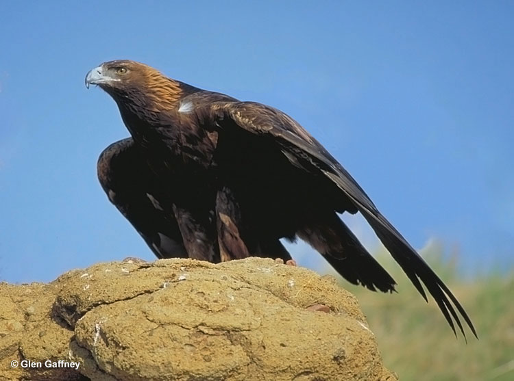Golden Eagles are big birds, often spotted in the northern hemisphere