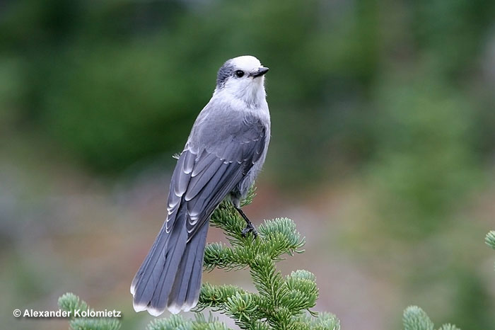 Gray Jay, also known as Canada Jay