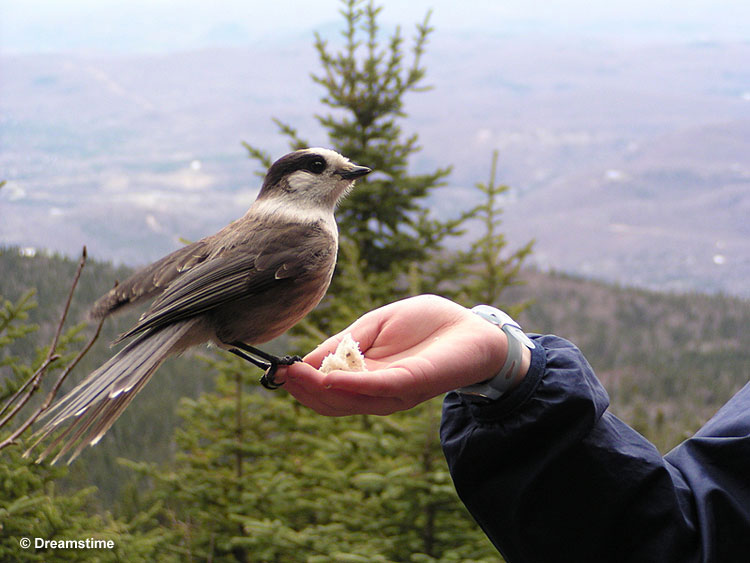 Gray Jay interacting with a human