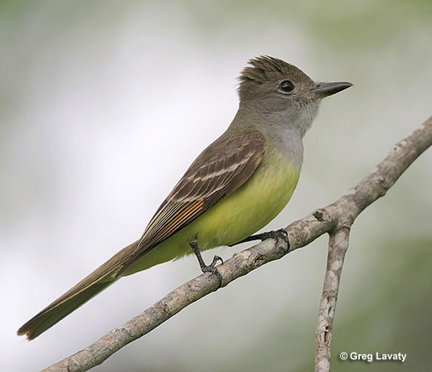 Great Crested Flycatcher on a branch