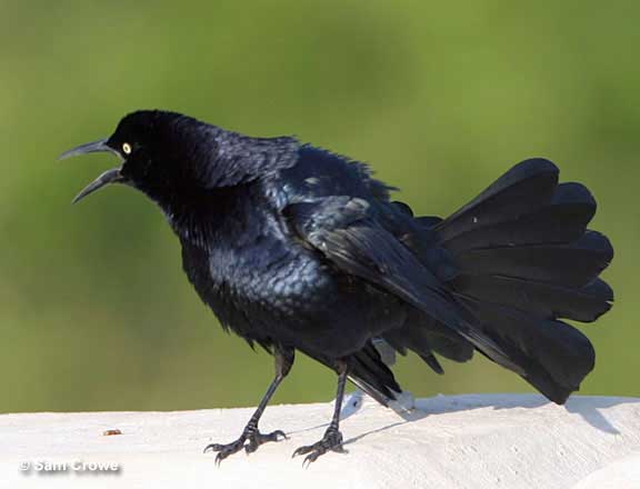 great-tailed grackle