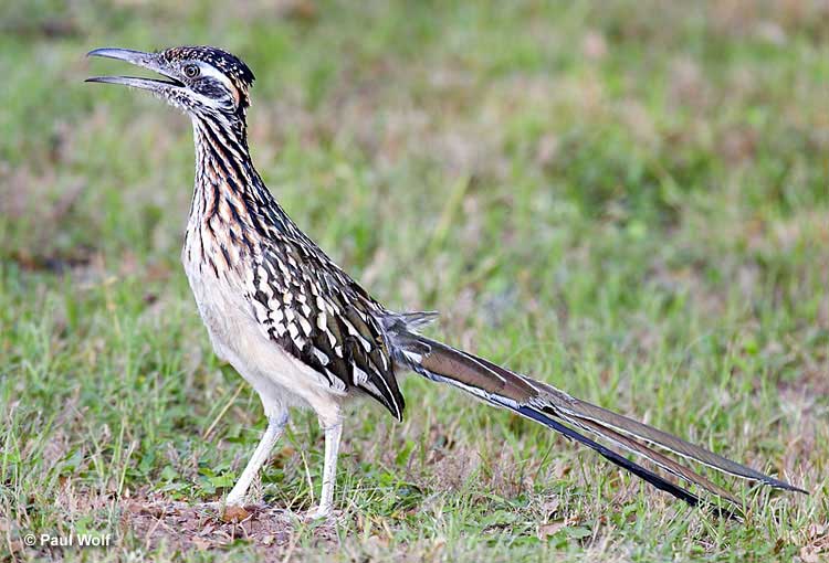 New Mexico state bird – the greater roadrunner