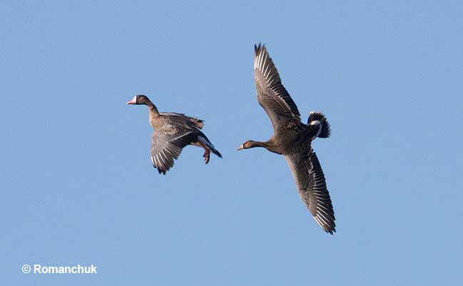 Geese are fierce protectors
