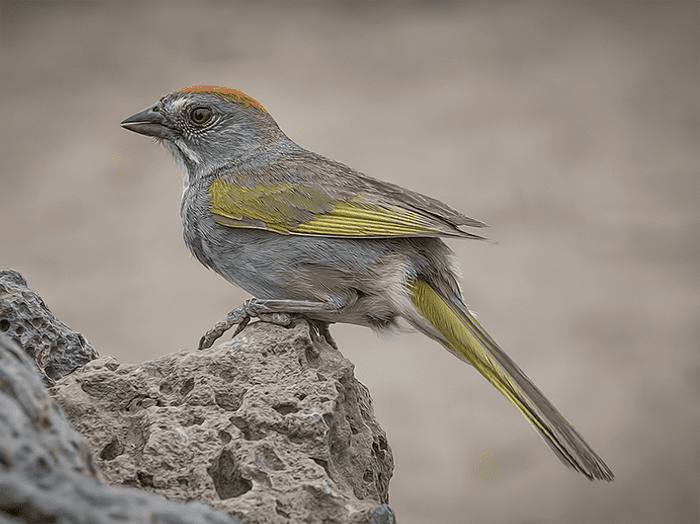 Green-tailed Towhee from the side