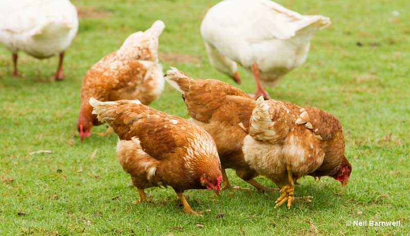 What is a group of chickens called?
