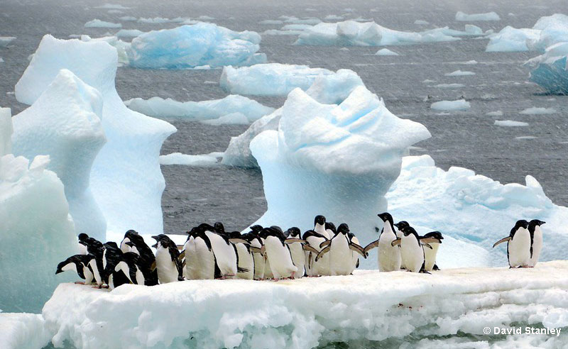What is a group of penguins called?