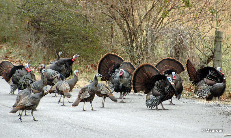 What is a group of turkeys called?
