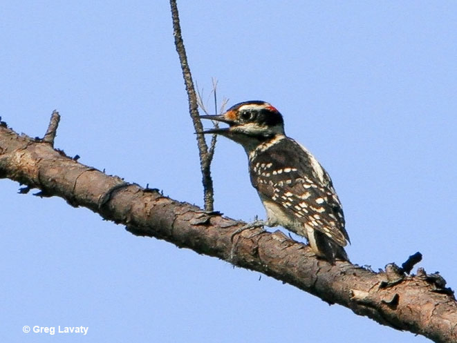 Hairy Woodpecker