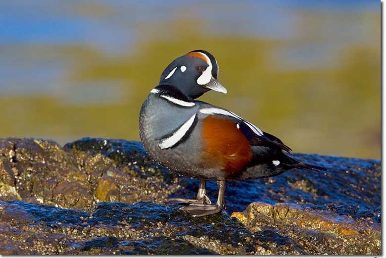 Harlequin duck