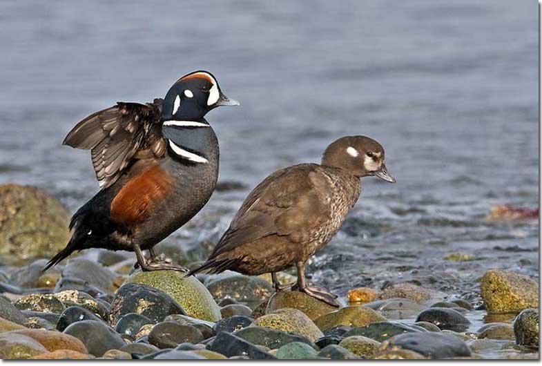 Harlequin duck is a duck species named after its interesting plumage