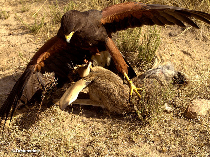 Harris's Hawk hunting