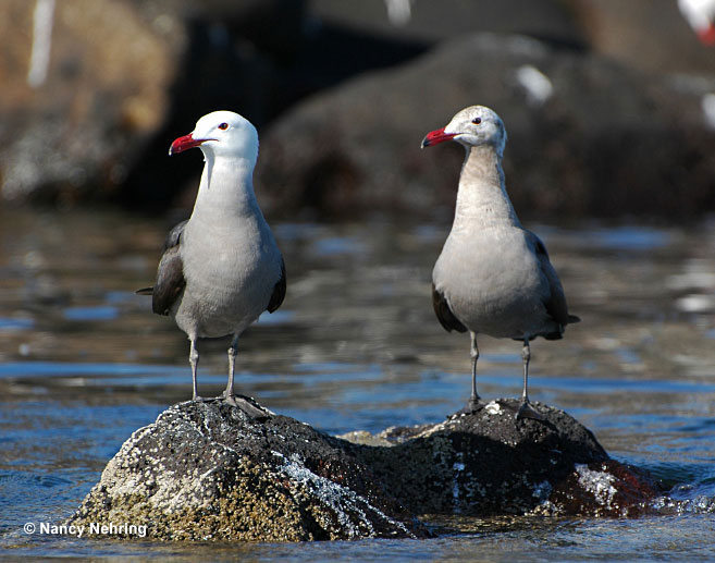 Heermann's Gulls