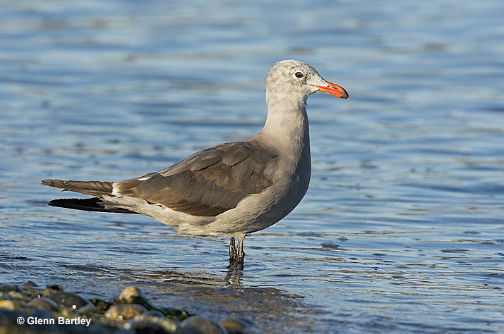 Heermann's gull winter plumage