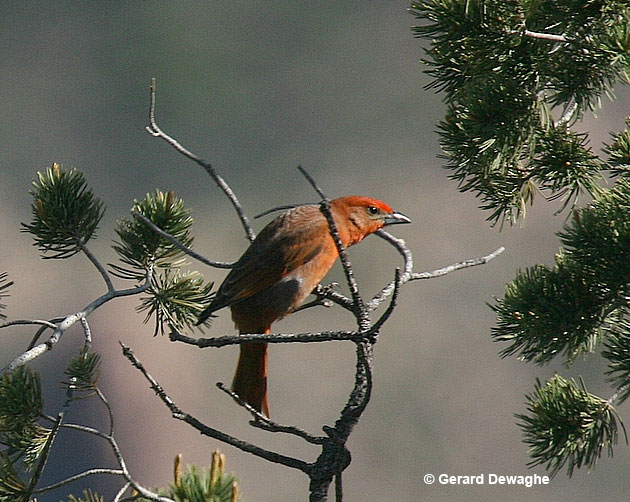 Hepatic Tanager on a branch