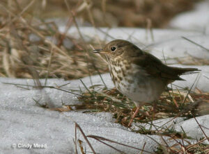Vermont State Bird – Hermit Thrush [History, Facts & More]
