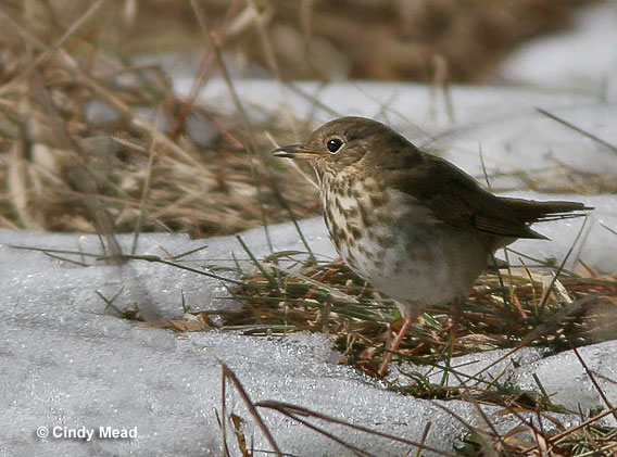 Hermit Thrush is an early migrant