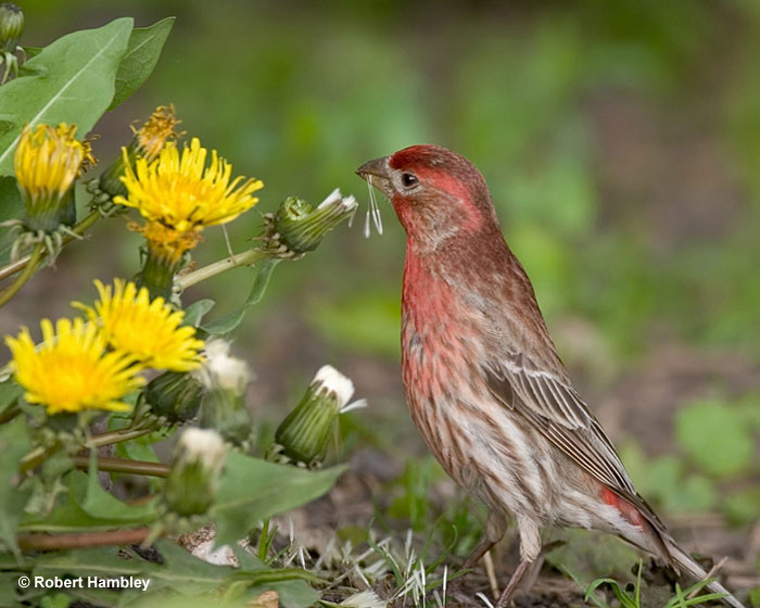 House Finch red color