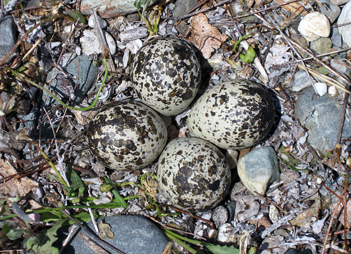 Bird eggs belonging to Killdeer