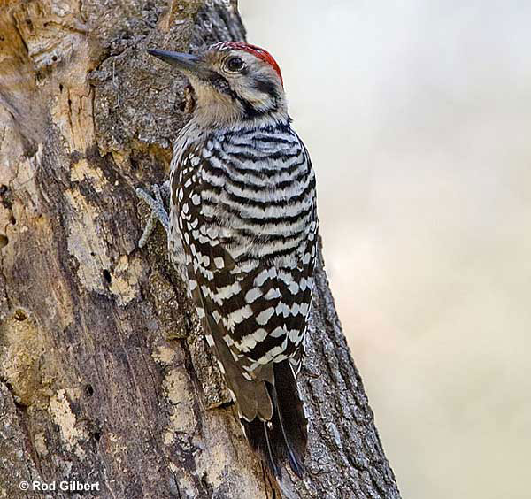 Ladder-backed Woodpecker