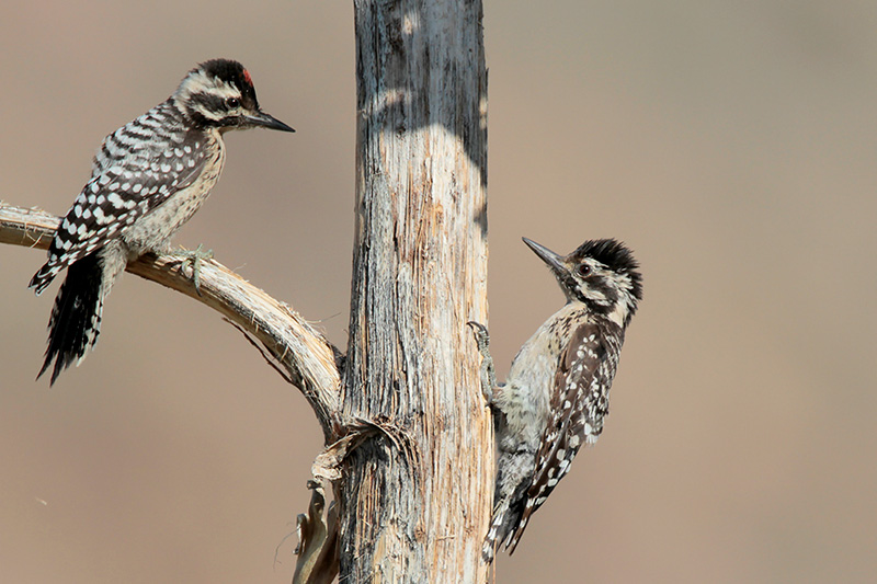 Types of woodpeckers