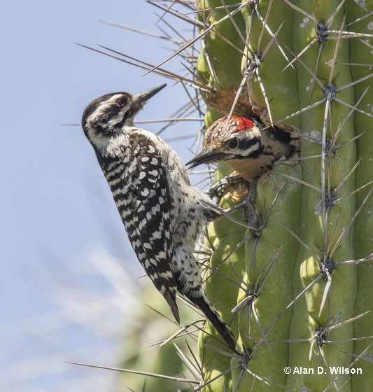 Ladder-backed Woodpecker pair