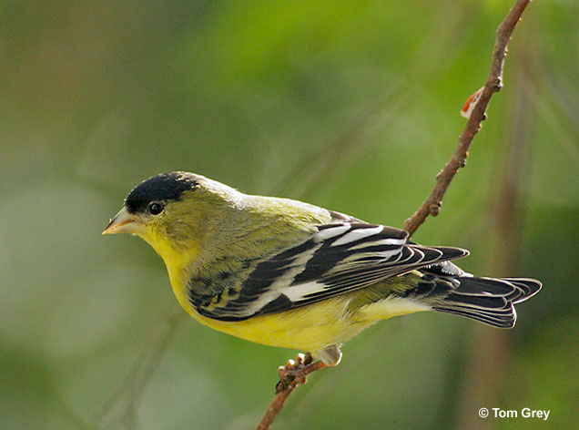 lesser-goldfinch - Tom Grey