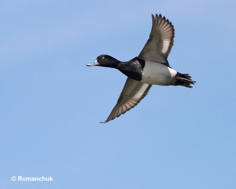 Lesser scaup Flying