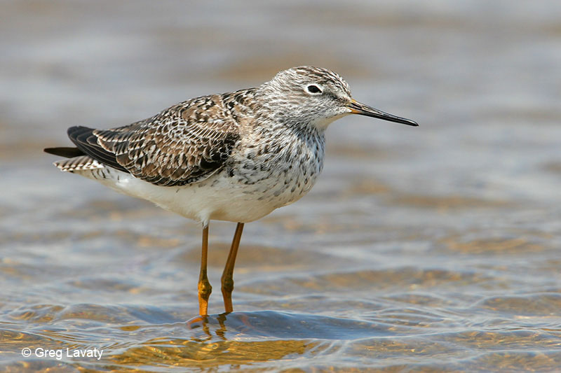 Lesser Yellowlegs