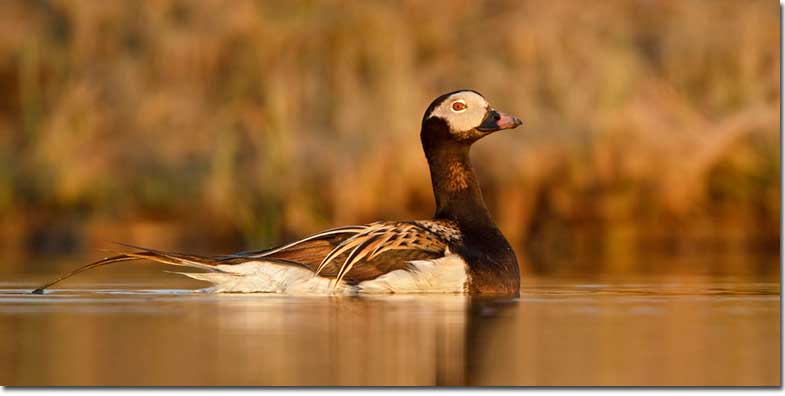 Male Long-tailed Duck