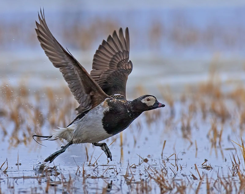 Long-tailed Duck taking off