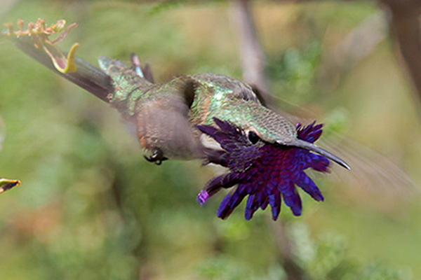 Lucifer Hummingbird's display