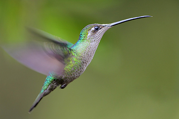 magnificent hummingbird