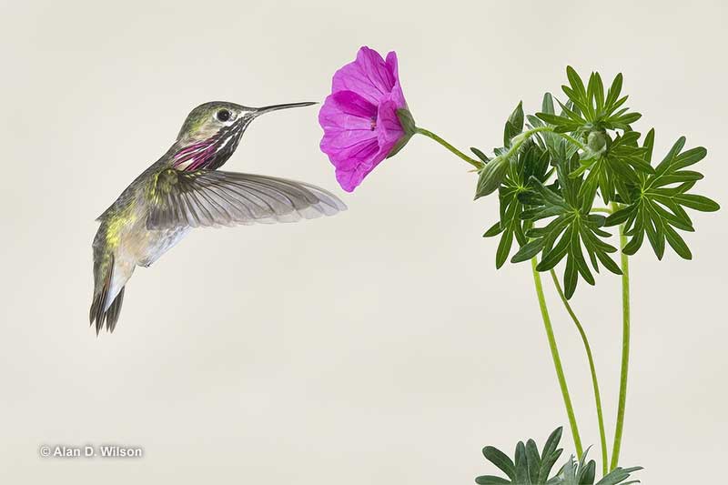 Cale Calliope hummingbird