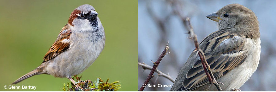 male and female house sparrows