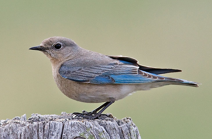 Female Mountain Bluebird