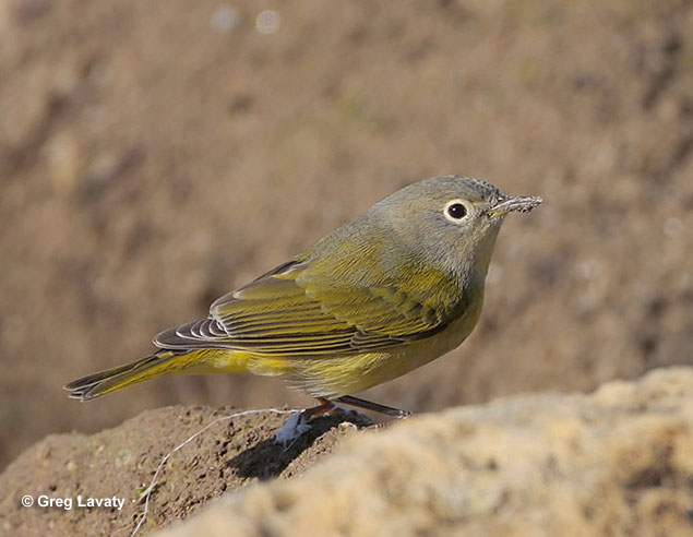 Nashville Warbler