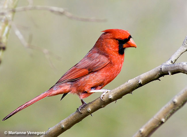 Northern Cardinal is the Sate Bird of Indiana