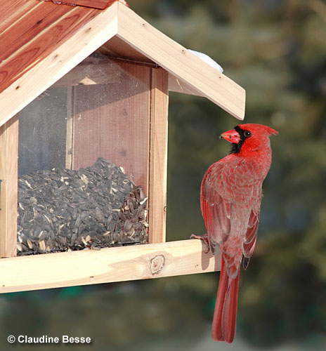 Northern Cardinal in feeder