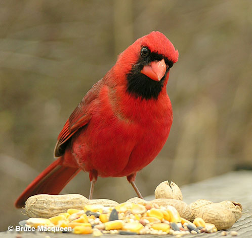 Northern Cardinal Feeding