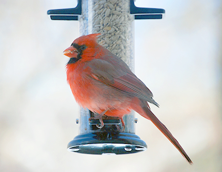Northern Cardinal and bird feeder