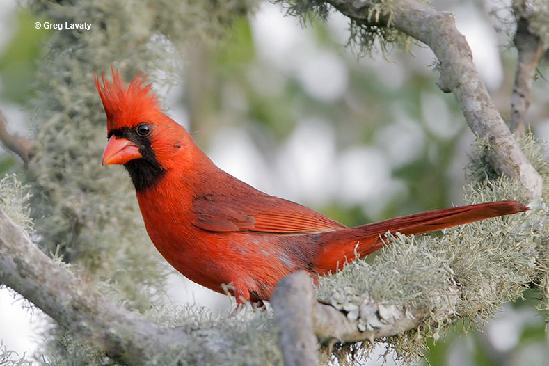 Male Northern Cardinal