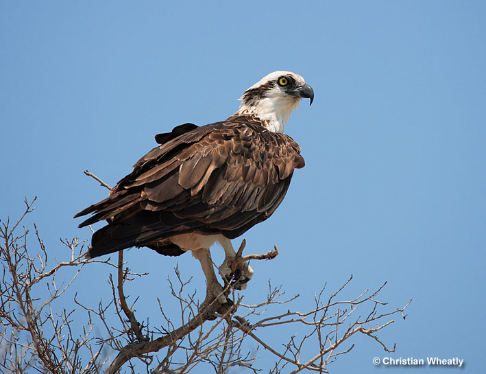 Osprey Identification, All About Birds, Cornell Lab of Ornithology