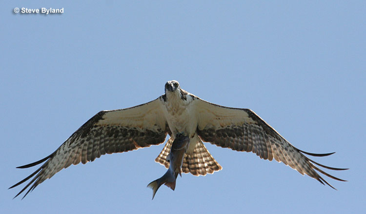 Osprey carrying a fish