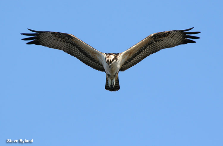 Osprey in-flight