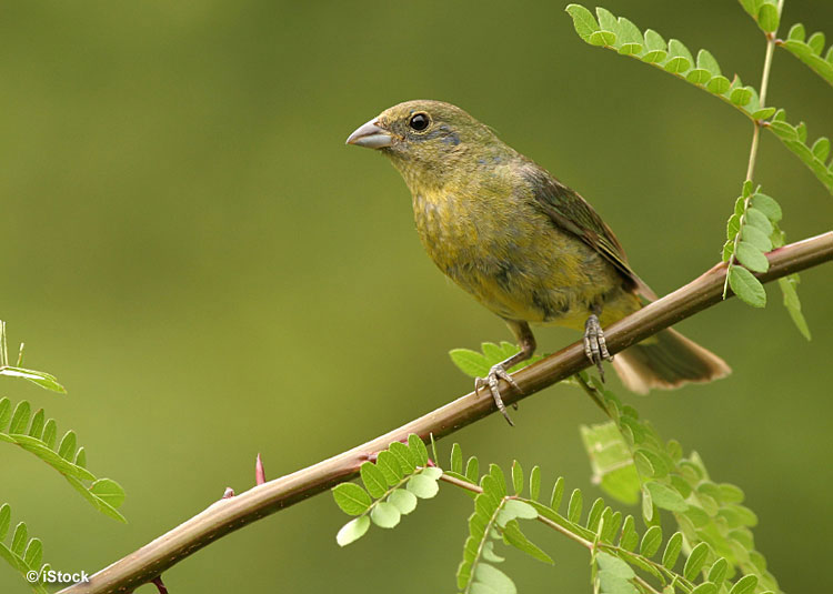 Female Painted Bunting