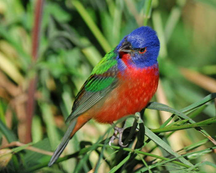 painted-bunting - Jimmy Kall