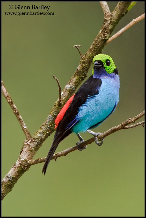 paradise-tanager