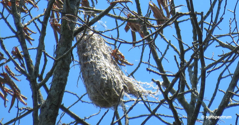 Pendant-shaped nest