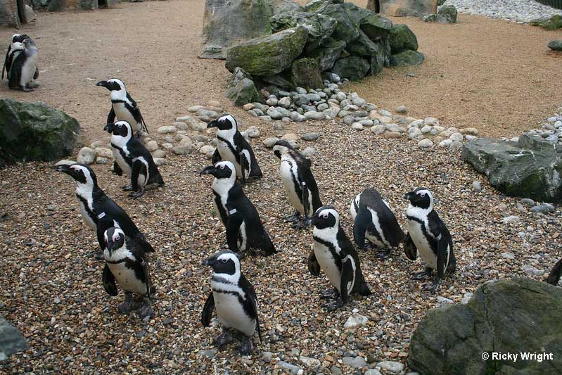 Group of penguins