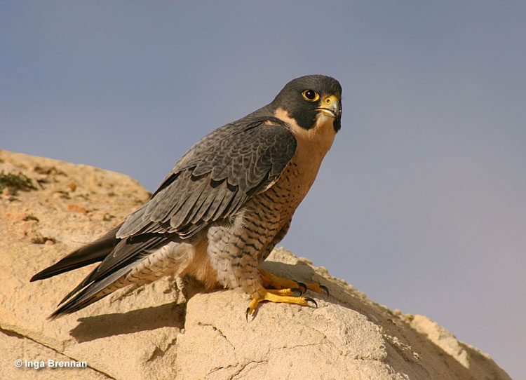 Peregrine Falcons are the fastest birds in the world